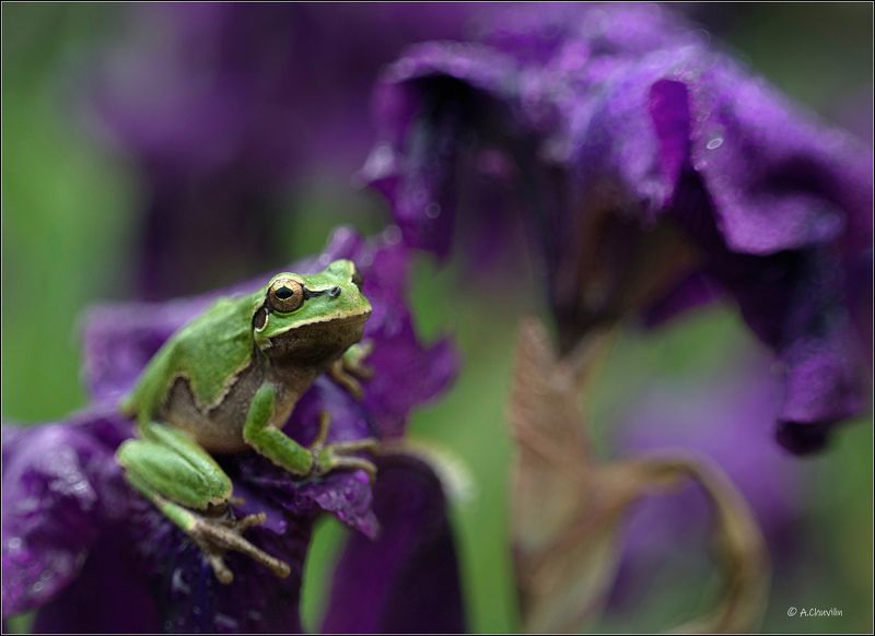 лягушка,древесная,ирисы,май Тяга к прекрасному ) фото превью