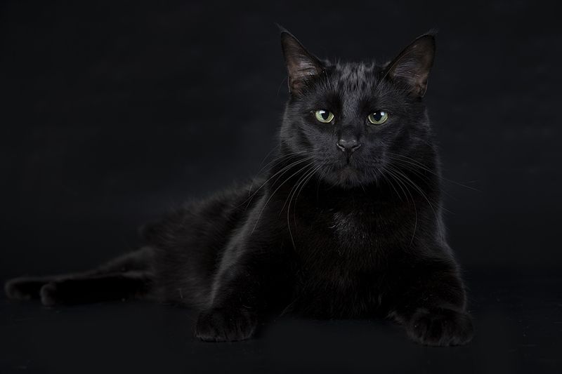 сat, кошка, кошки, животные, кот, черный кот, black cat Black Cat -Кузя фото превью