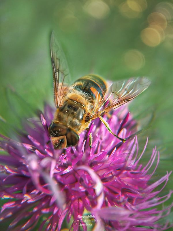 макро,  макро на телефон, macro, macro lens, муха, насекомые Полезная муха фото превью