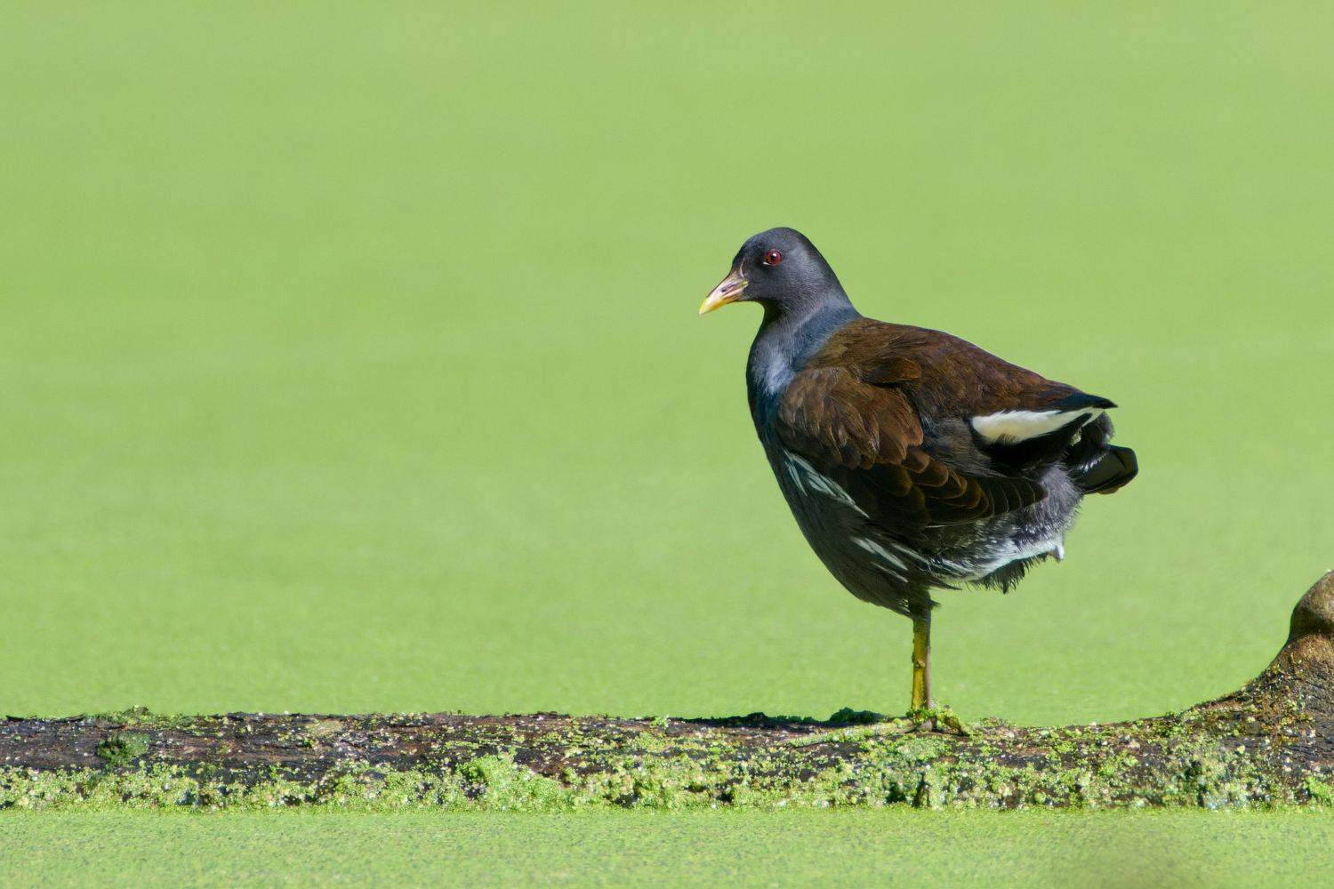 , Александр Семенов