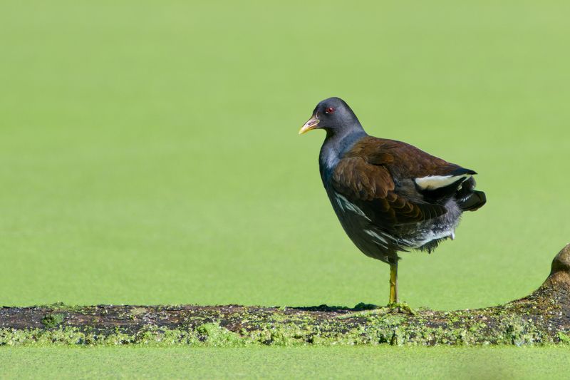 Камышница фото превью