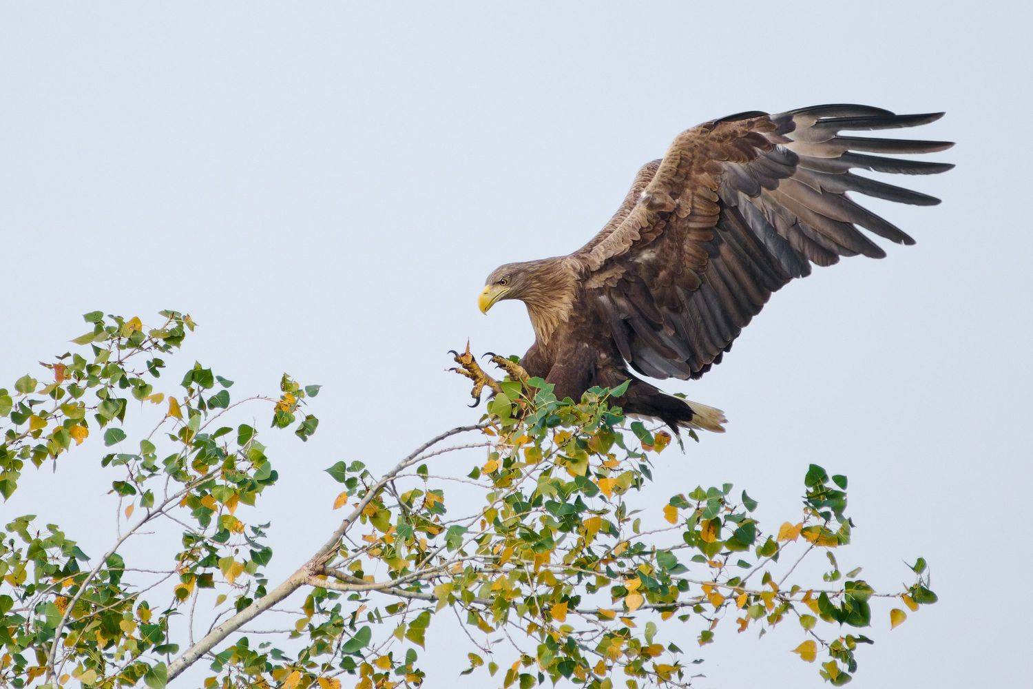 , Александр Семенов