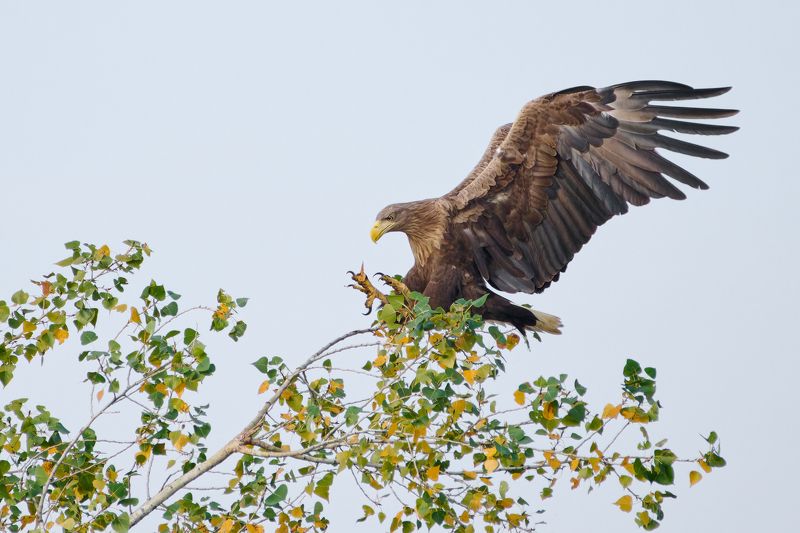 Орлан-белохвост фото превью