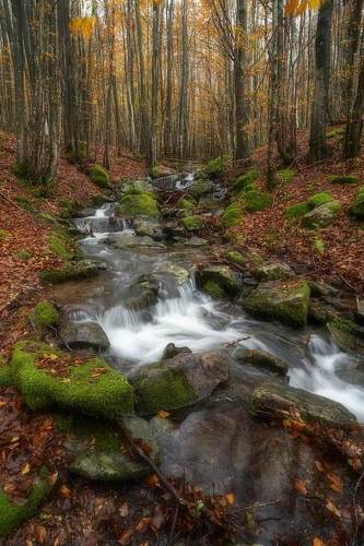 прогулянка лісом