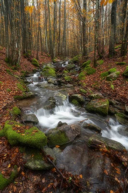прогулянка лісом фото превью