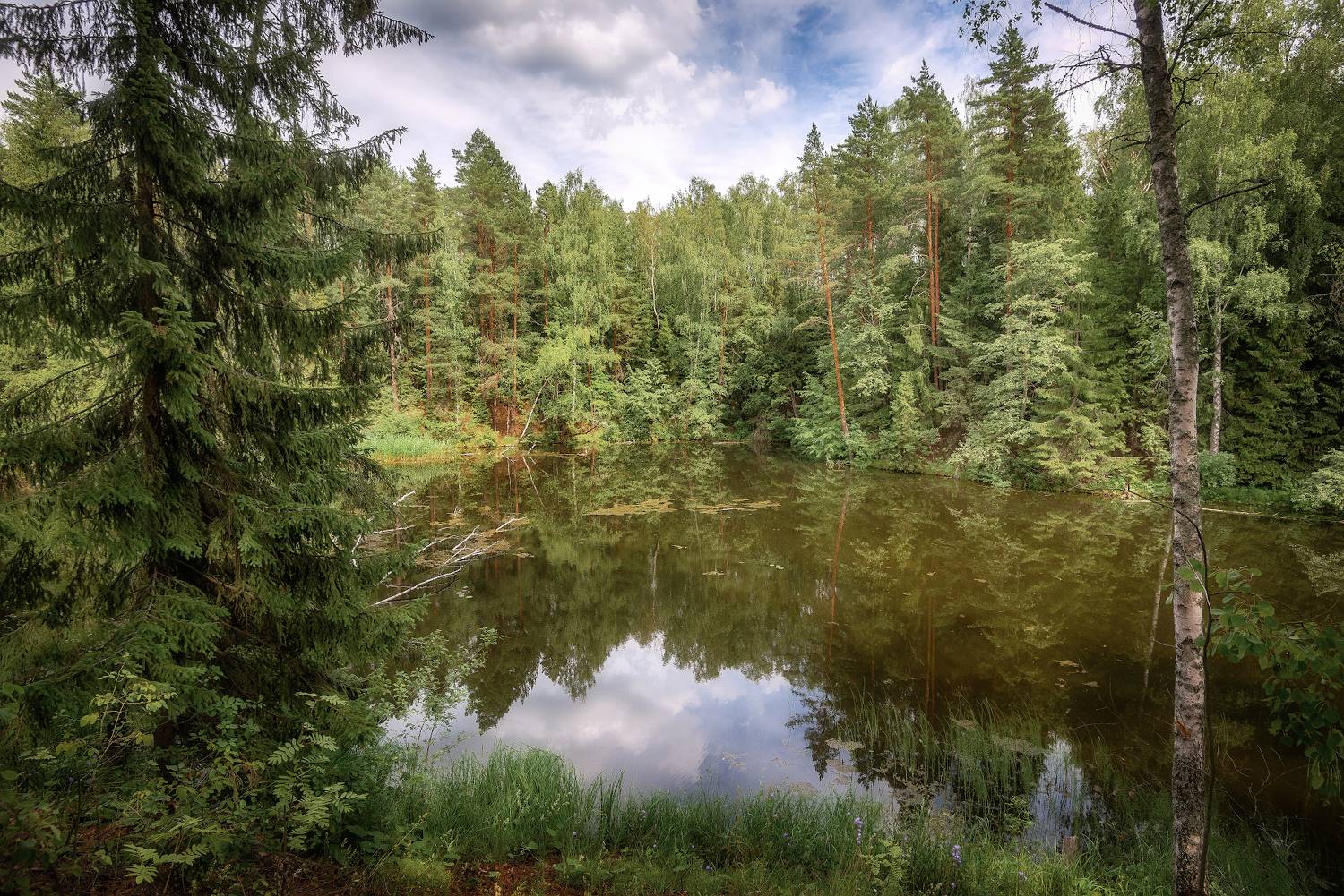 лес, лето, озеро, штиль, Сергей Аникин