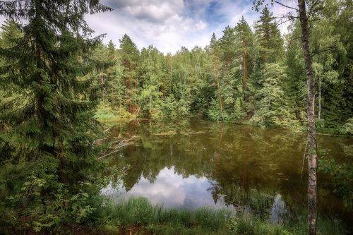 Лесное озеро
