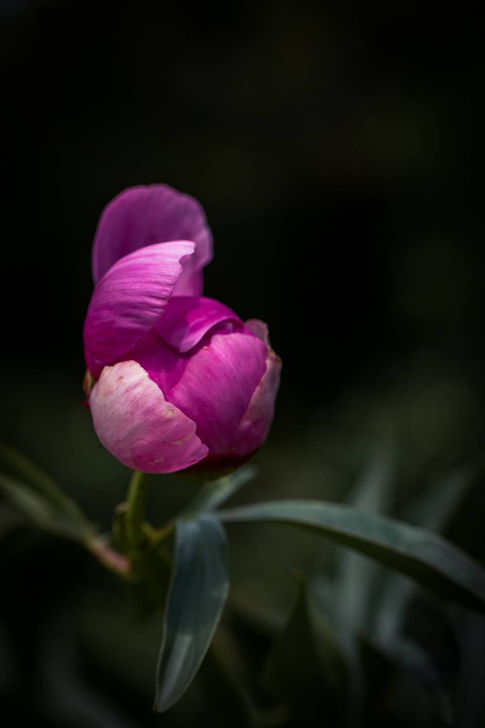 , Бравичева Анастасия