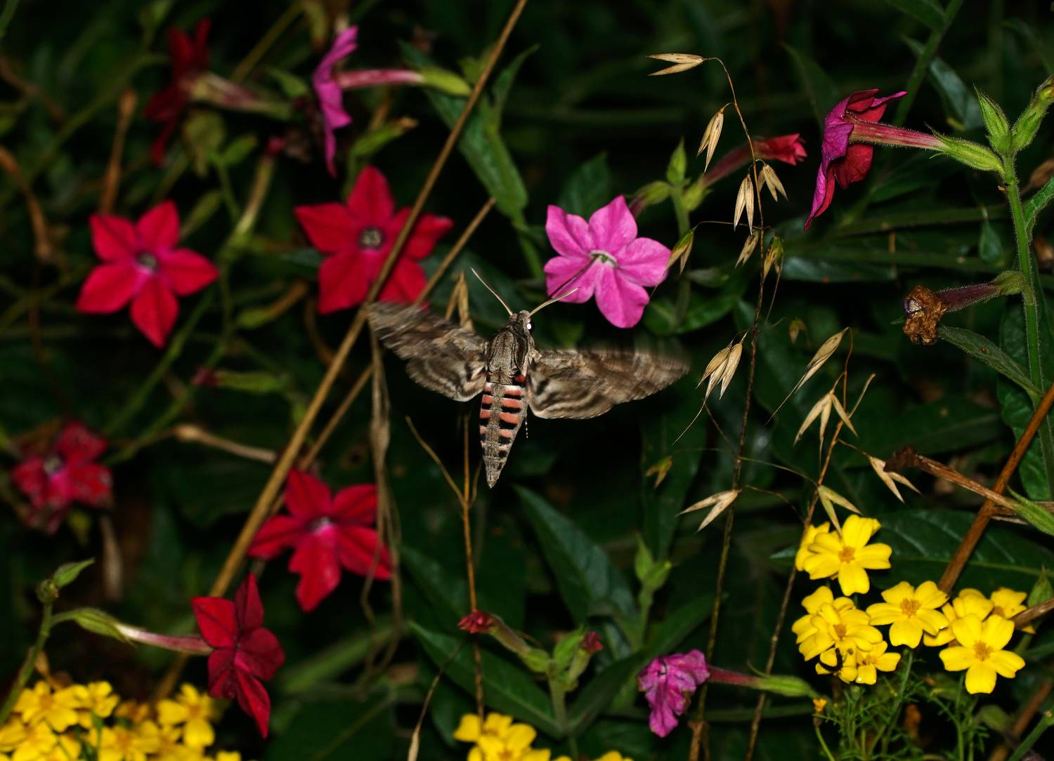 бражник, бабочки, насекомые, sphinx, moth, insects, Пётр Калачев