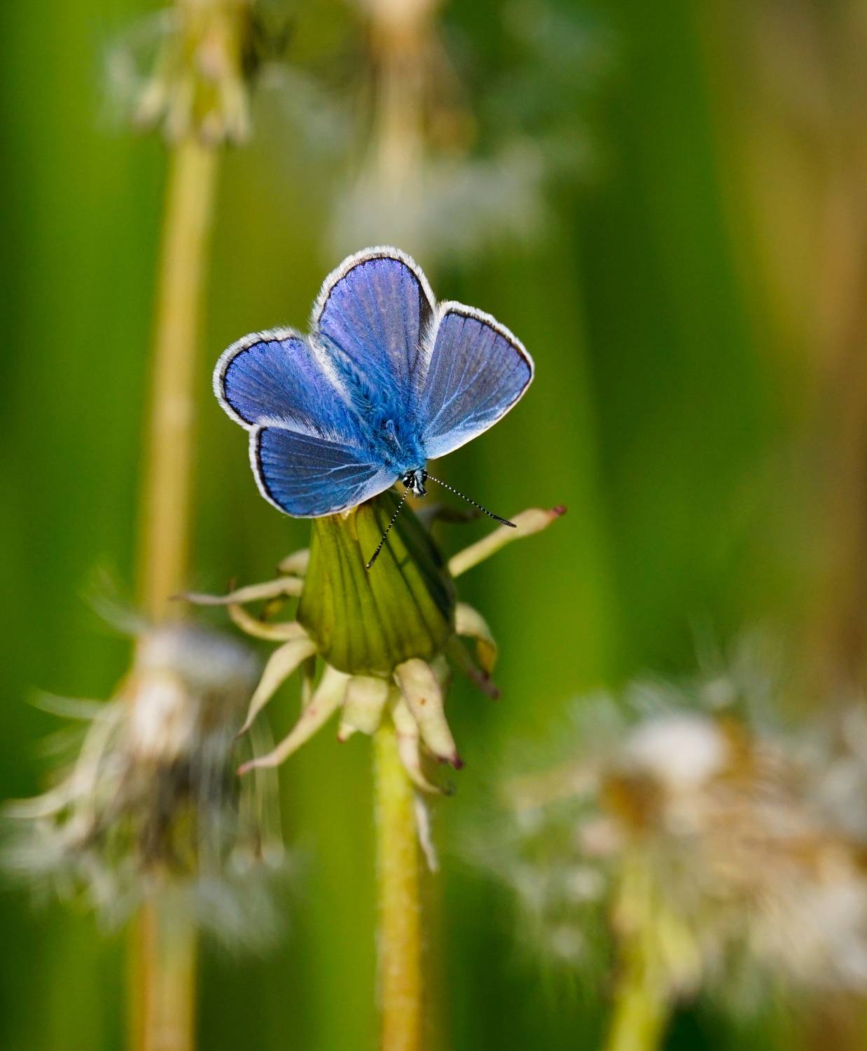 голубянка, бабочки, насекомые, природа, nature, insects, blue, lycaena, Пётр Калачев