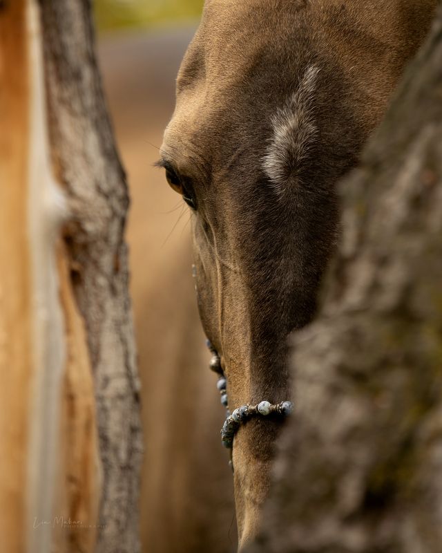 Момышулы, ахалтекинский жеребец фото превью
