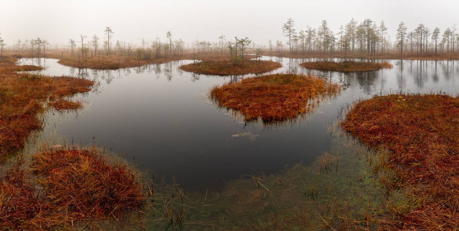 болото, осень, ленинградская область, Потапов Сергей
