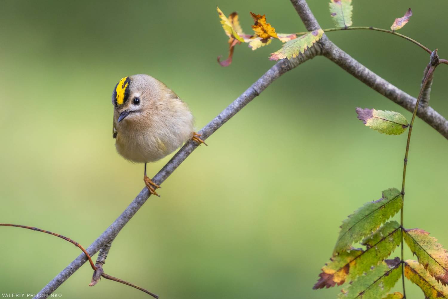 королёк, природа, птицы, осень, желтоголовый королёк, goldcrest, nature, birds, wildlife, autumn, Валерий Притченко
