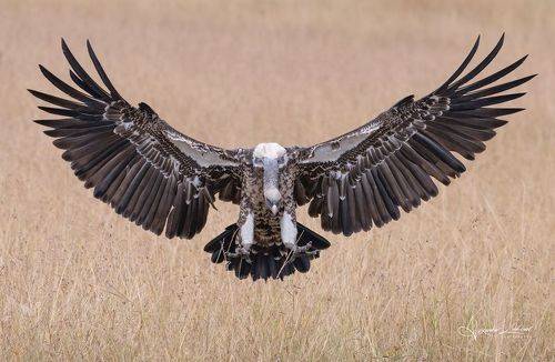 Объятья Африки...