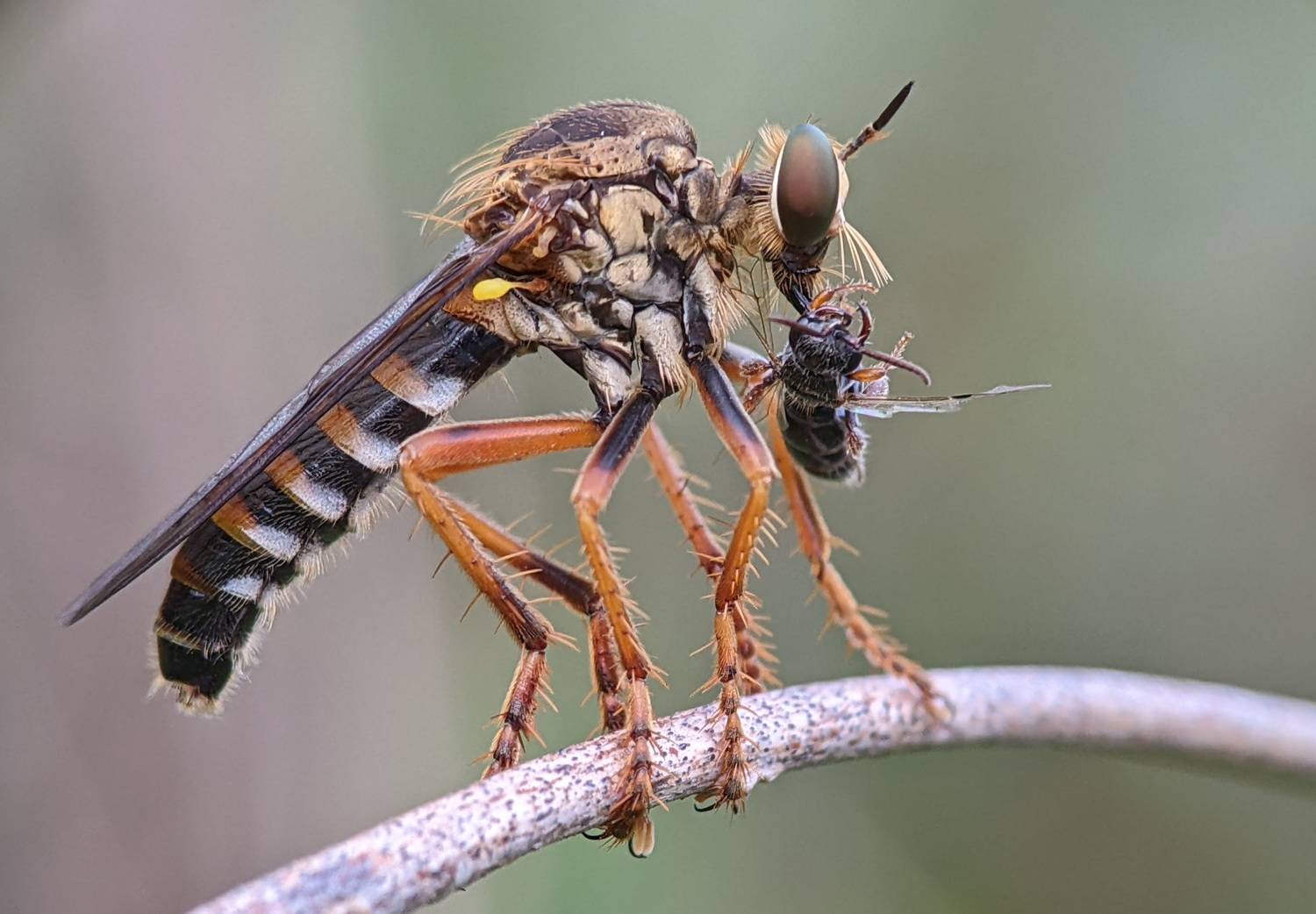 , TRONG QUYET NGUYEN