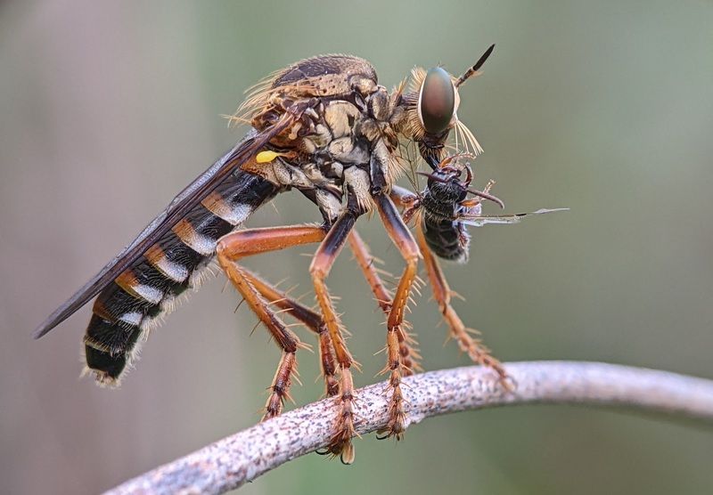 macro photos фото превью
