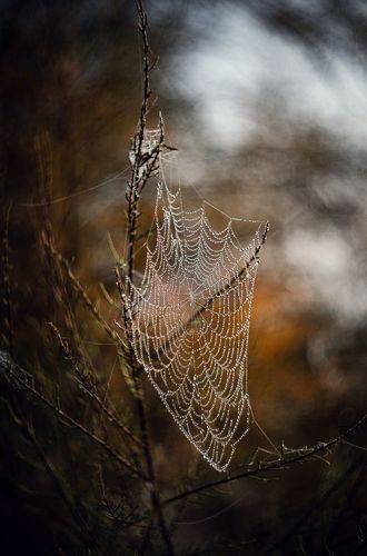 Ловушка Боспорской осени.