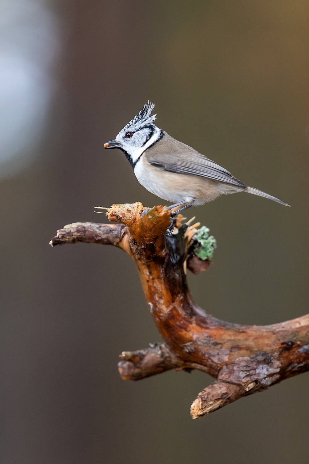 , Абросимов Александр