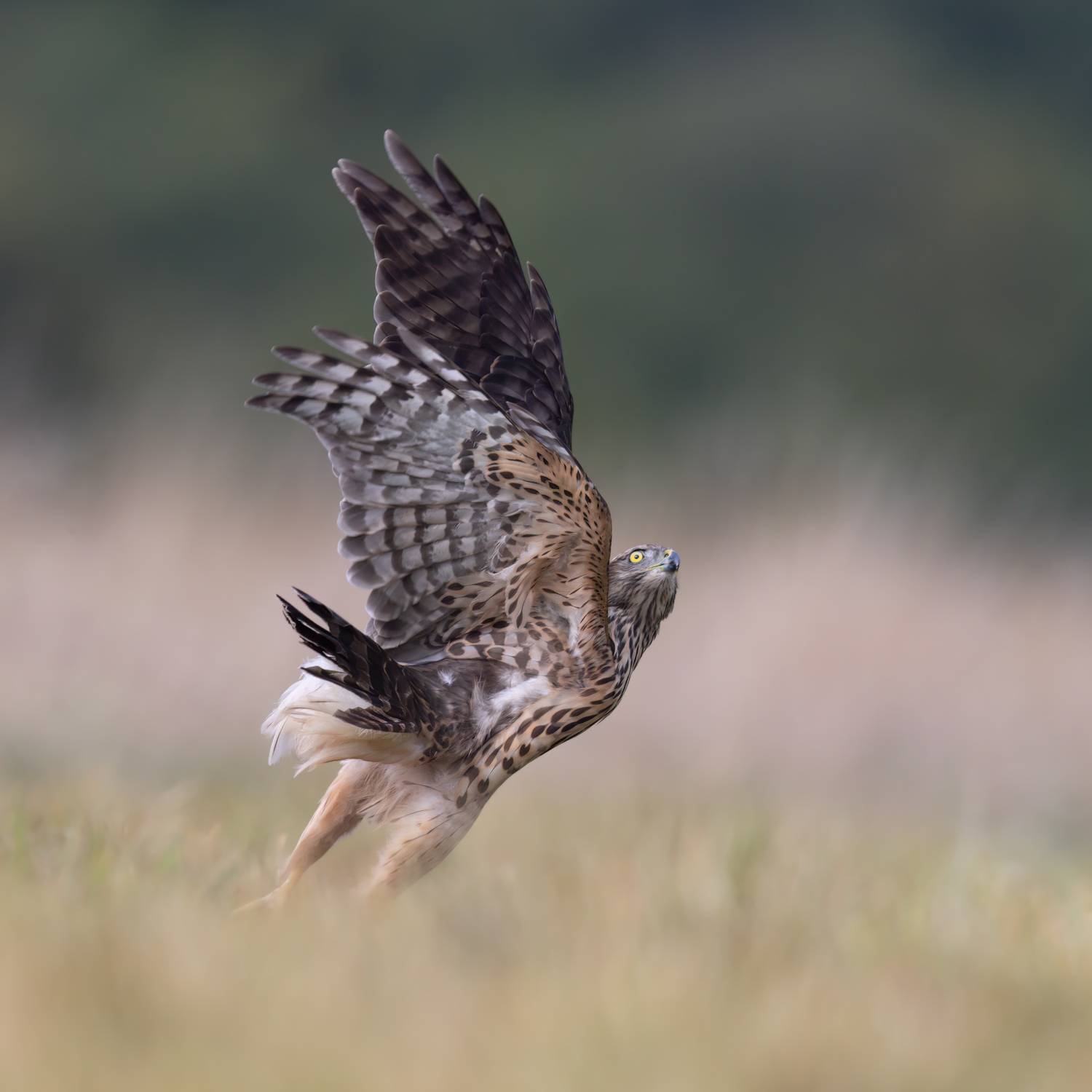 , Фруман Евгений