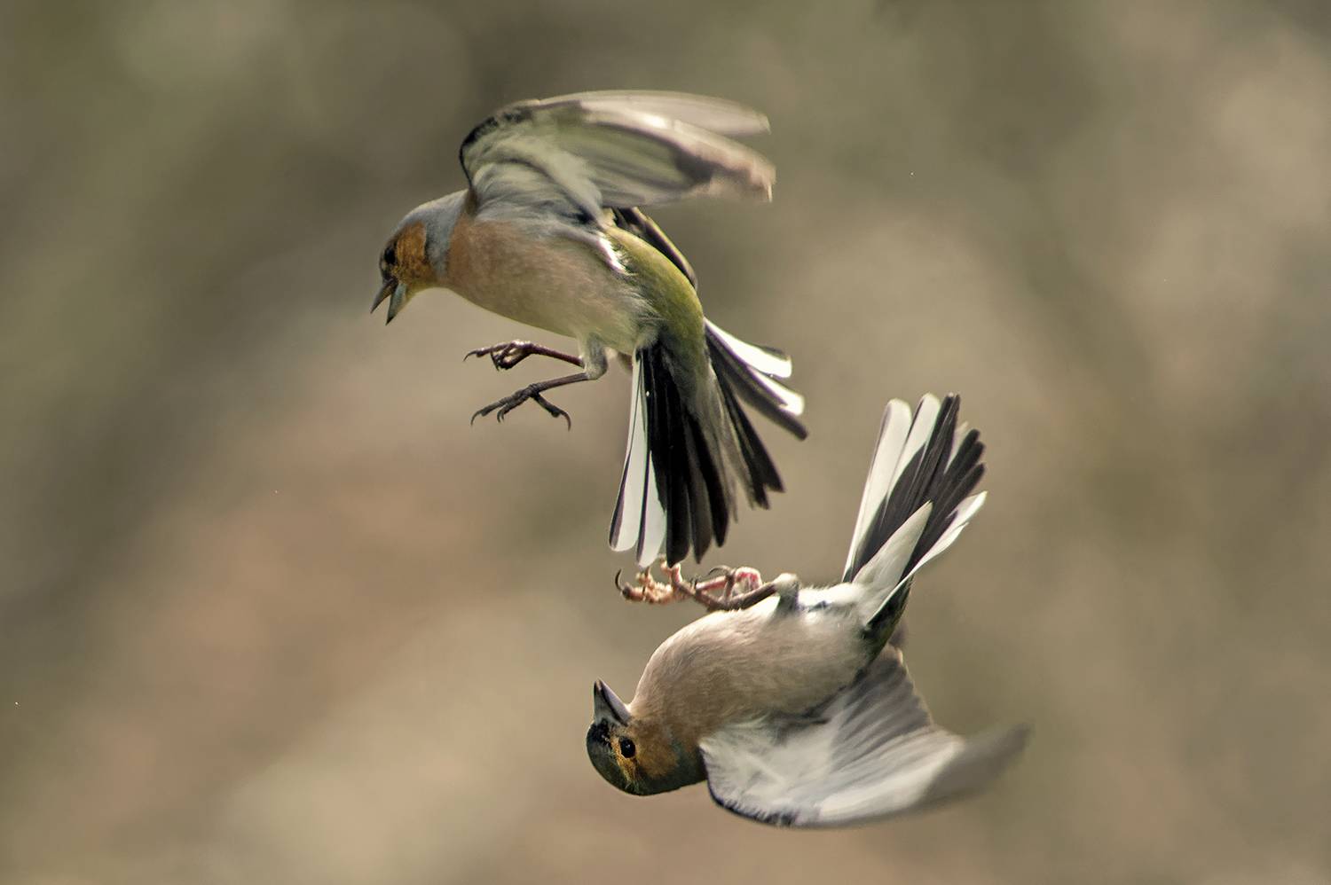 , Евгени Стефанов