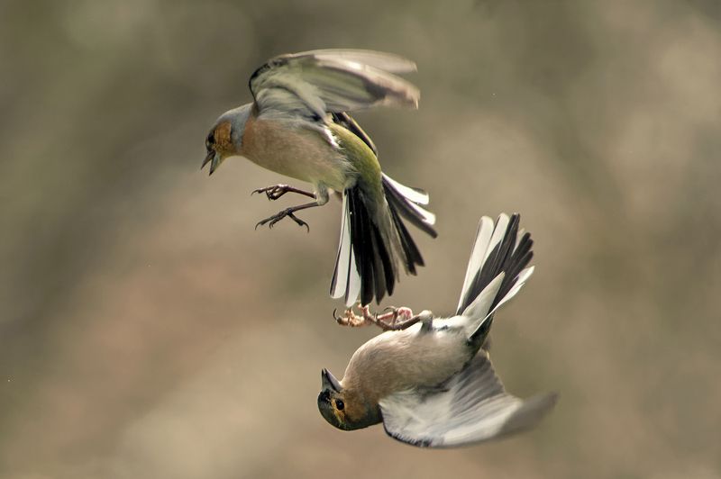 Битва фото превью