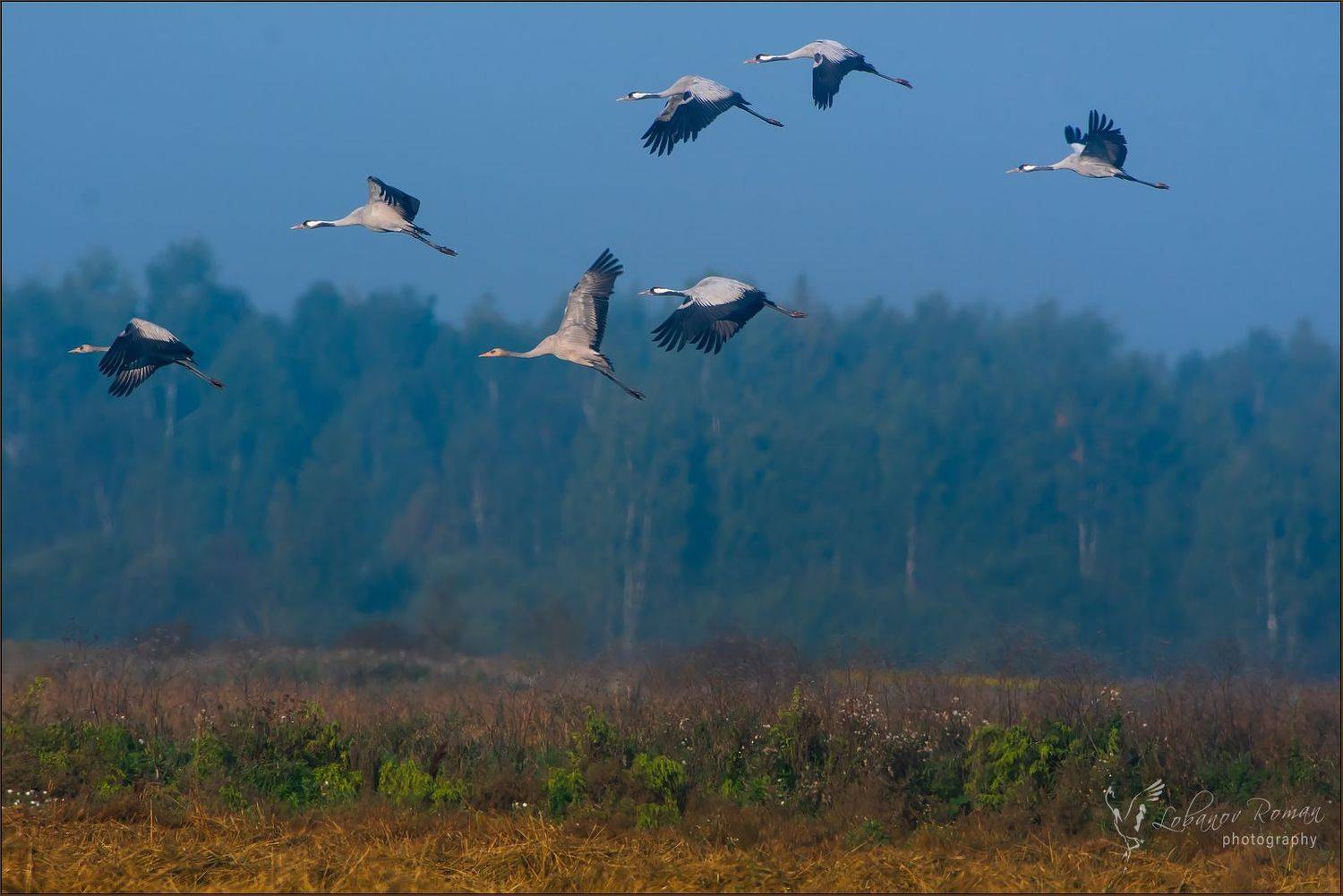 , Лобанов Роман