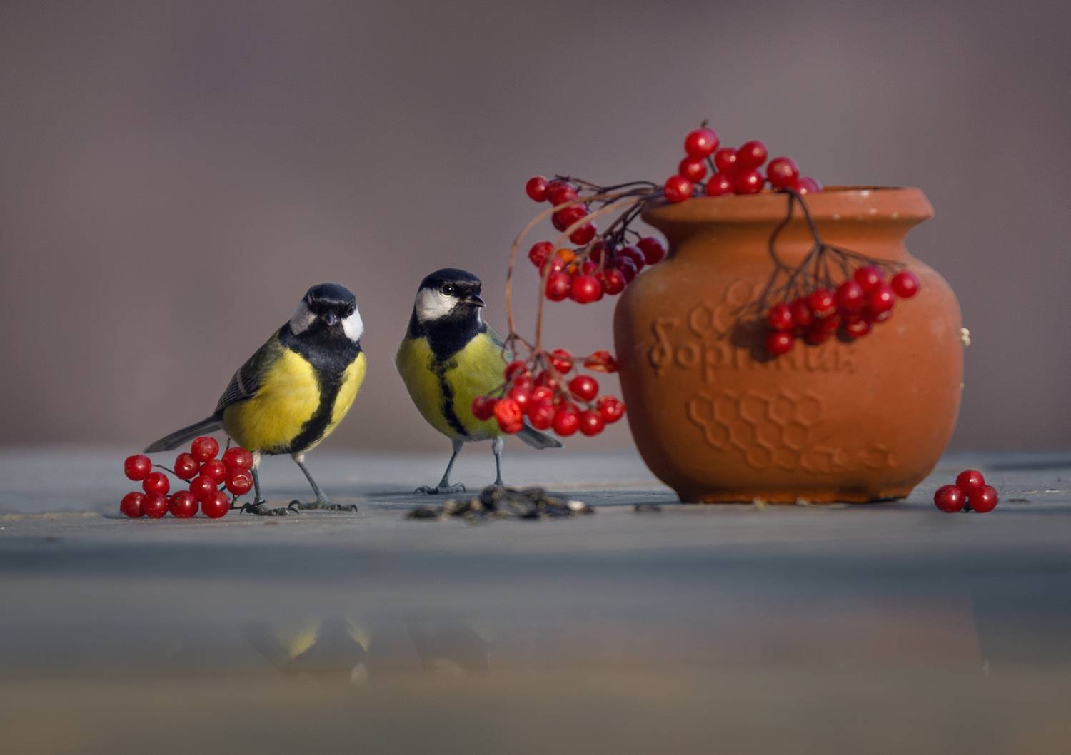 синица, свет, утро, природа, натюрморт, Баранов Олег