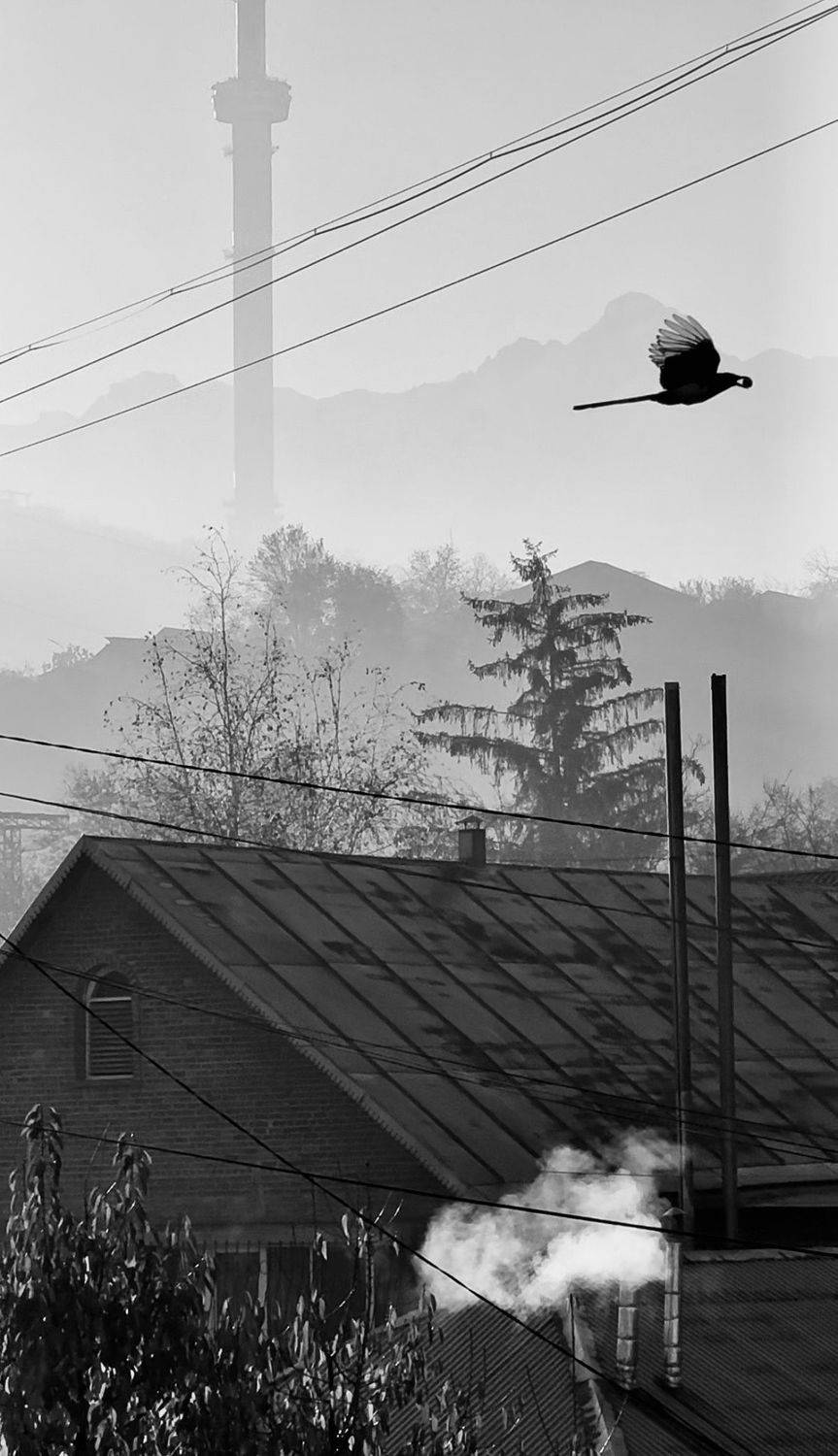 шаварёв, арт, природа,, Александр Шаварёв