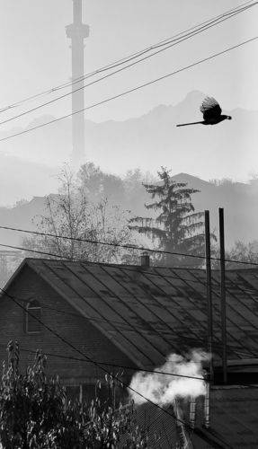 И сорока с орехом