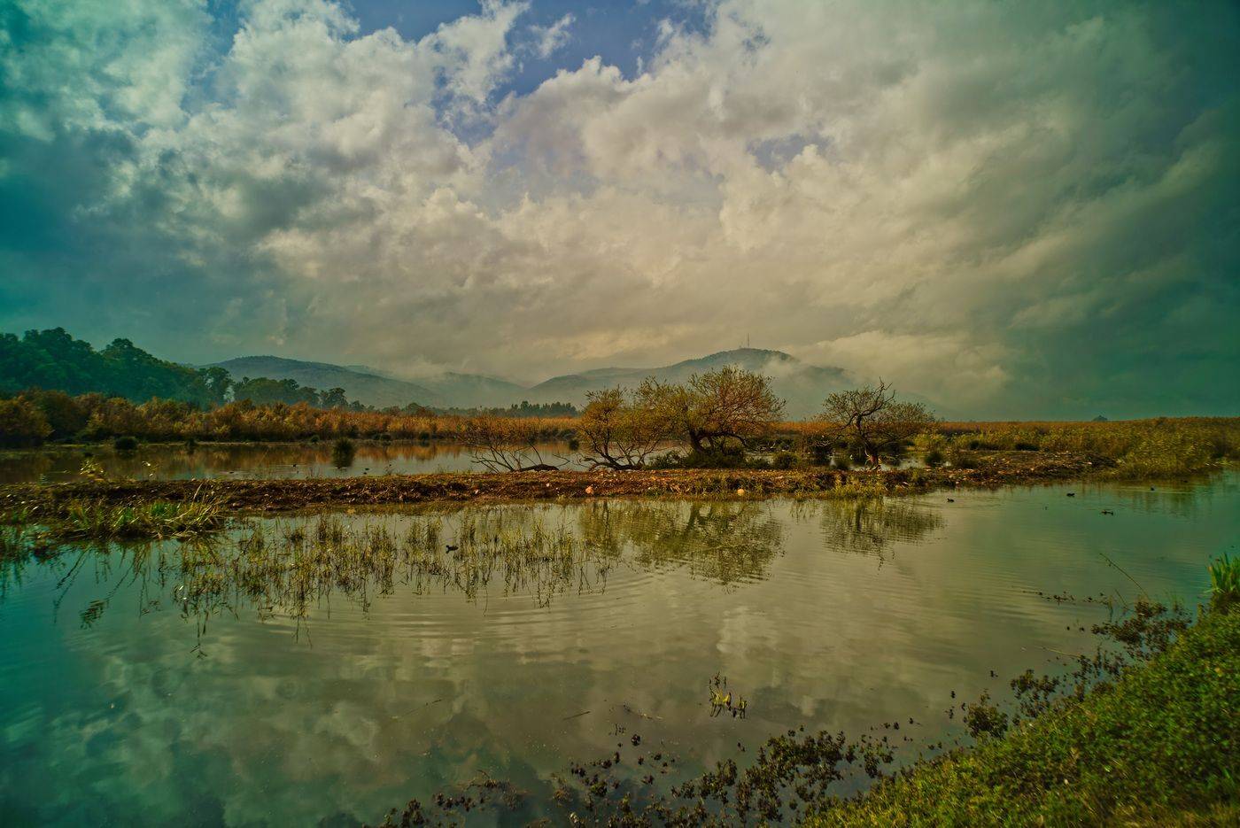 , David Solodar