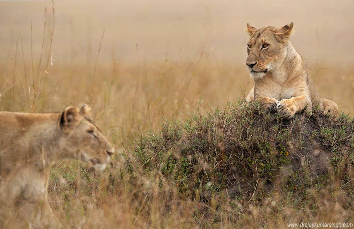 Lion mound, Dr Ajay Kumar Singh