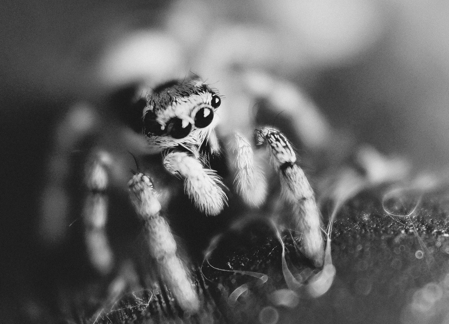 spider, black, white, macro, паук, скакунчик, чб, макро, Протченко Ирина