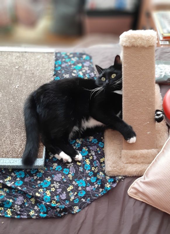 Немного о когтедралках фото превью