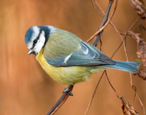 Лазоревка (Bluetit)