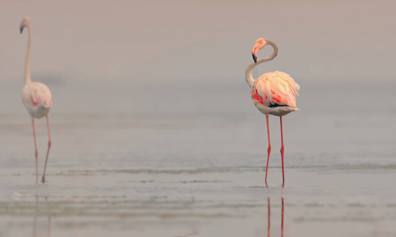 flamingo.bird,birds,nikon,wild,water,shadows,lake,pond,flowers,swan,colors,nikon,beauty,nature,animals,eyes,egret,songbird,jungle,white,wings,fly, G N RAJA