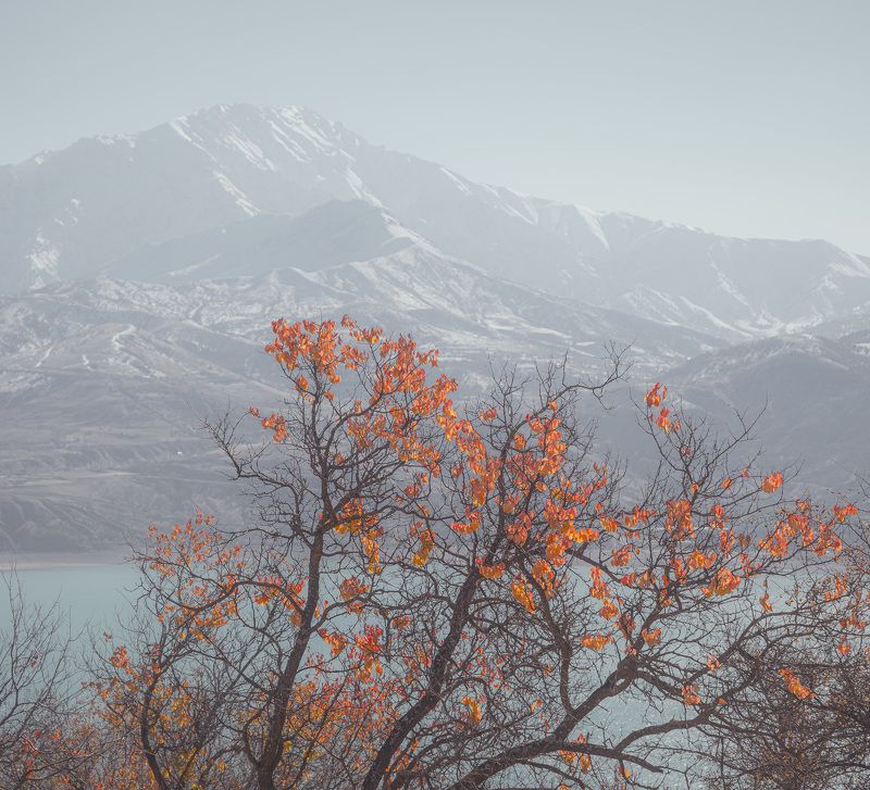 узбекистан, чарвакское водохранилище, чимган  фото превью