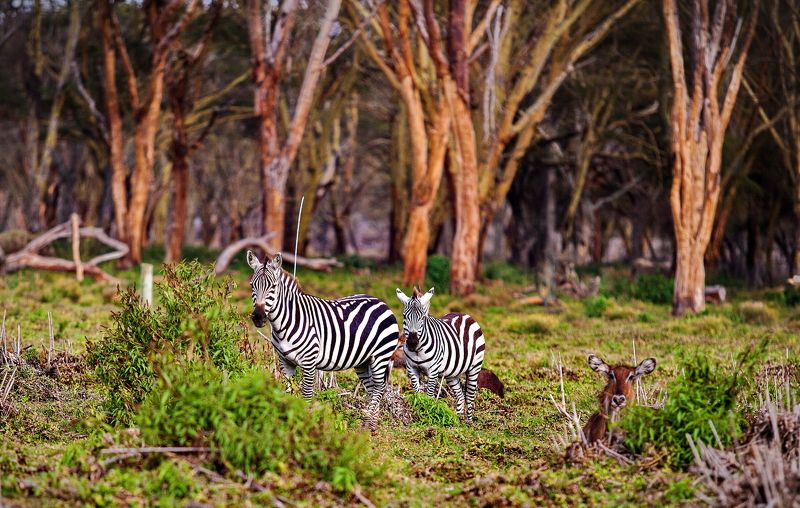 кения, найваши, сафари *** фото превью