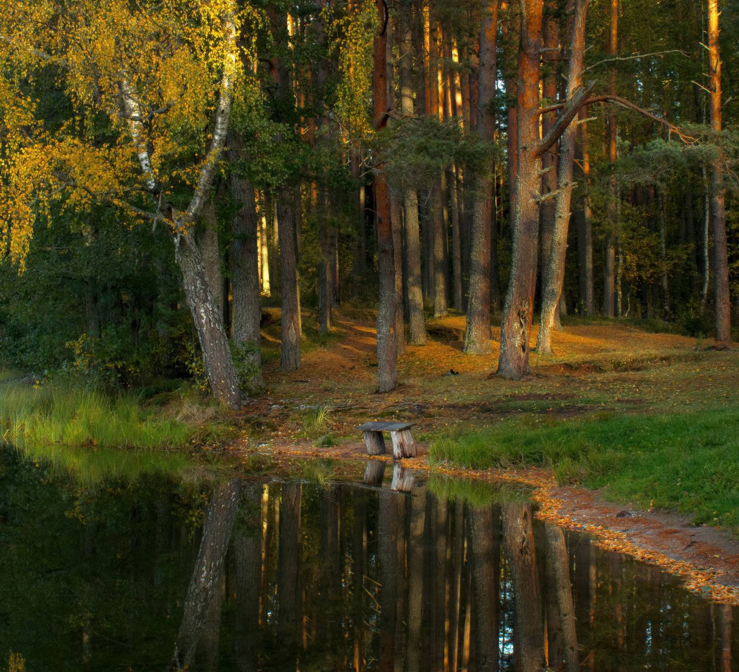 закат, лес, шишикин лес, озеро, жеребенец,, Юрий Андреев