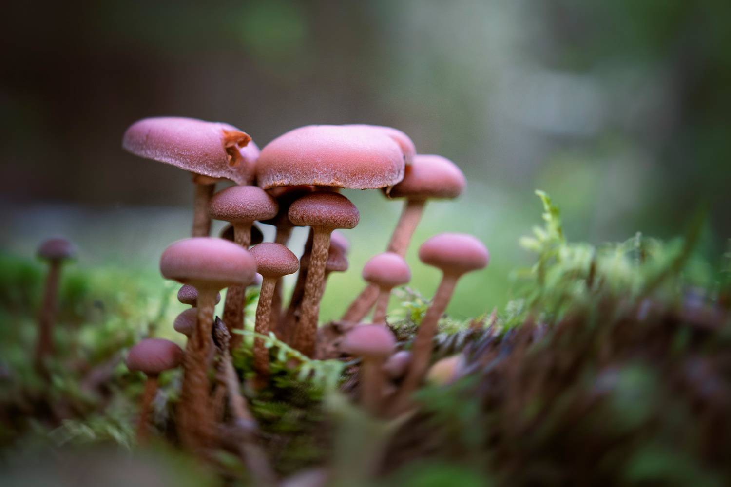 грибы, лес, Валерий Вождаев