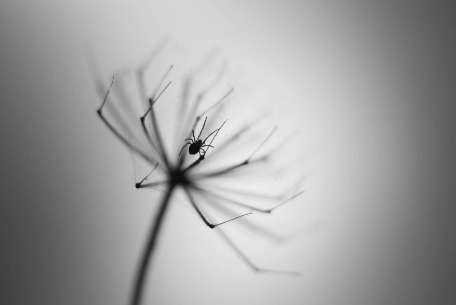 , Мария Александрова