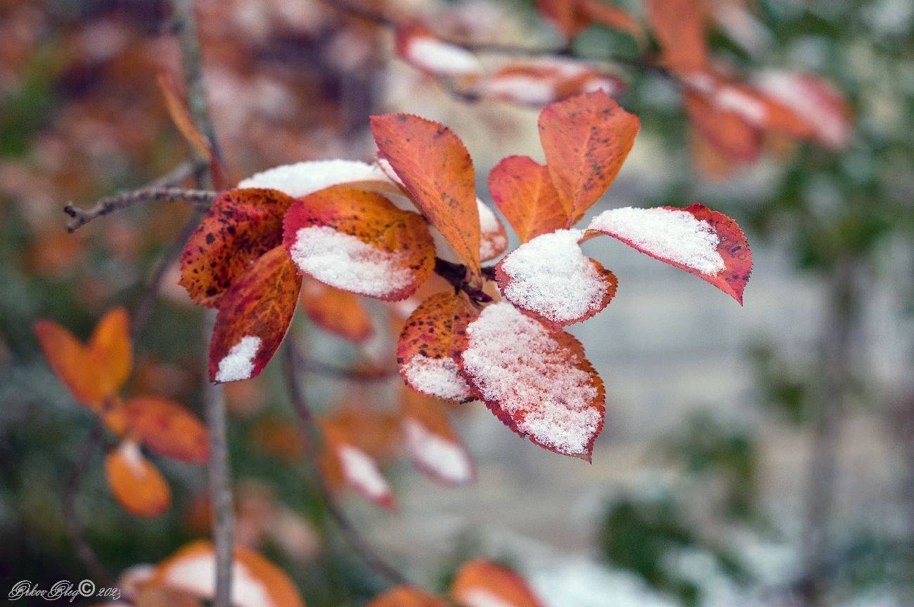 , Орлов Олег