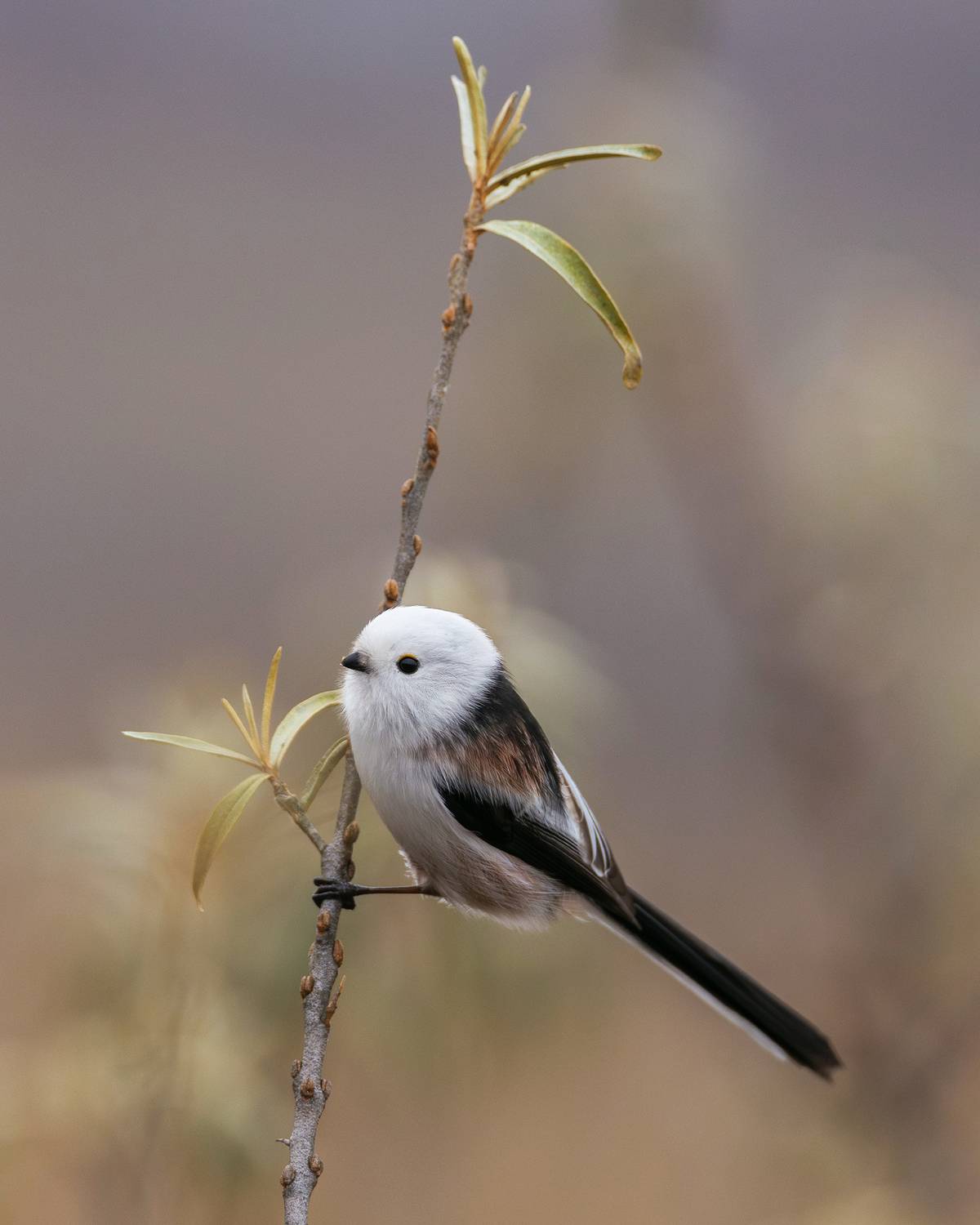 длиннохвостая синица, ополовник, птицы, Романова Екатерина