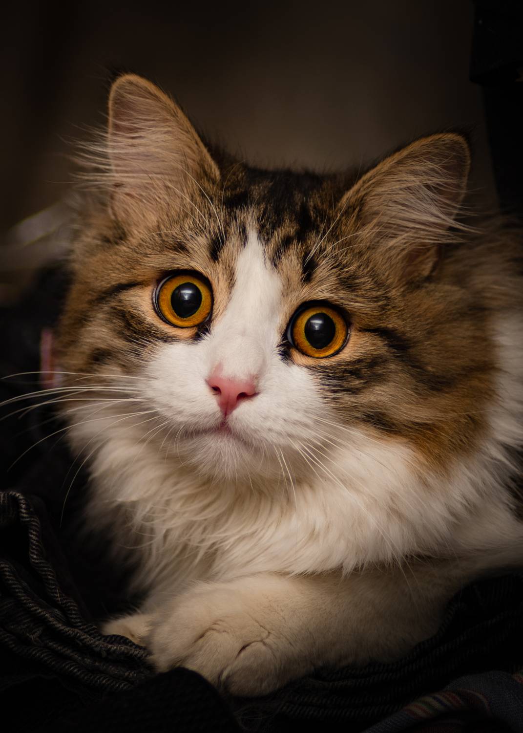 , Алексей Лебедев