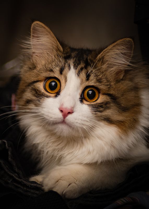 Да ну.. Не.. фото превью