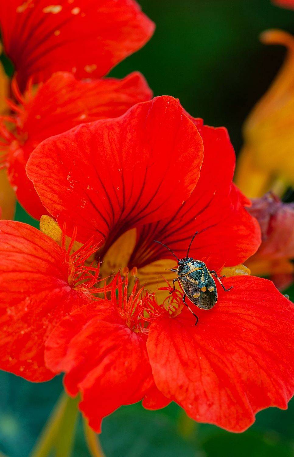 , Елена Нижегородцева