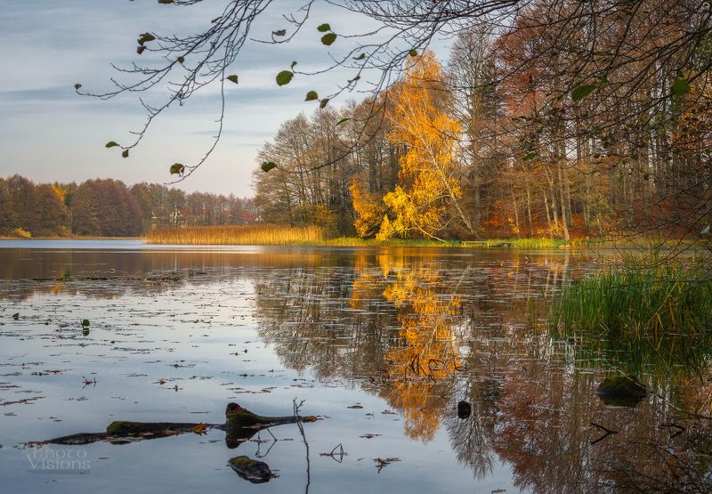 autumn,tree,trees,lake,reflection,shore,shoreline,forest,woods,woodland,landscape, Autumnal calmness фото превью