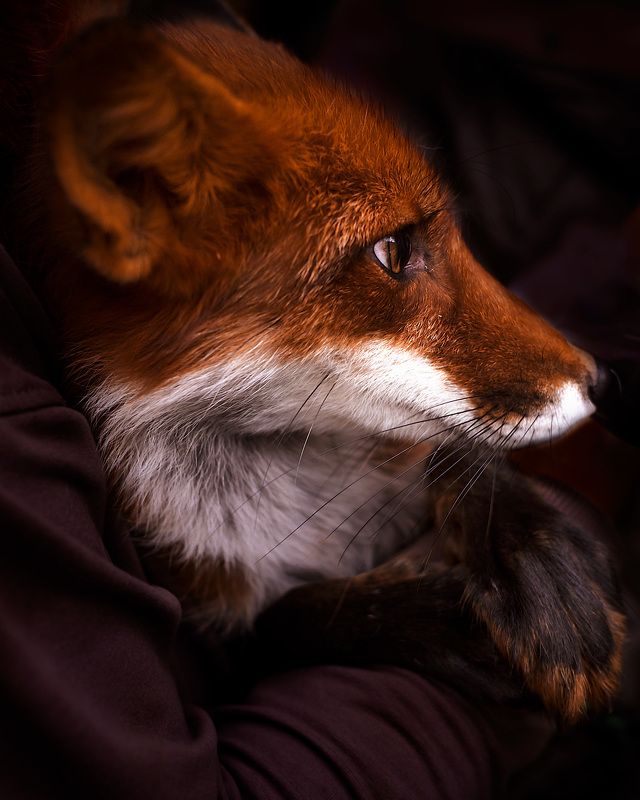 Портрет Лисиции фото превью