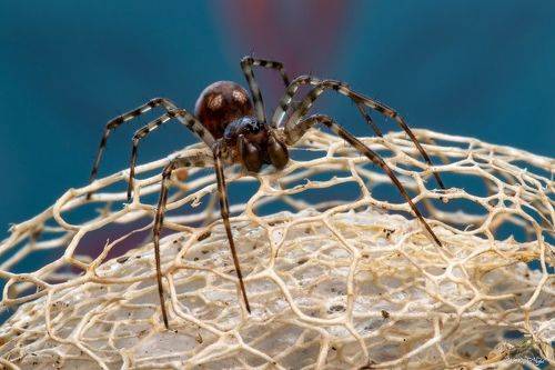 Spider