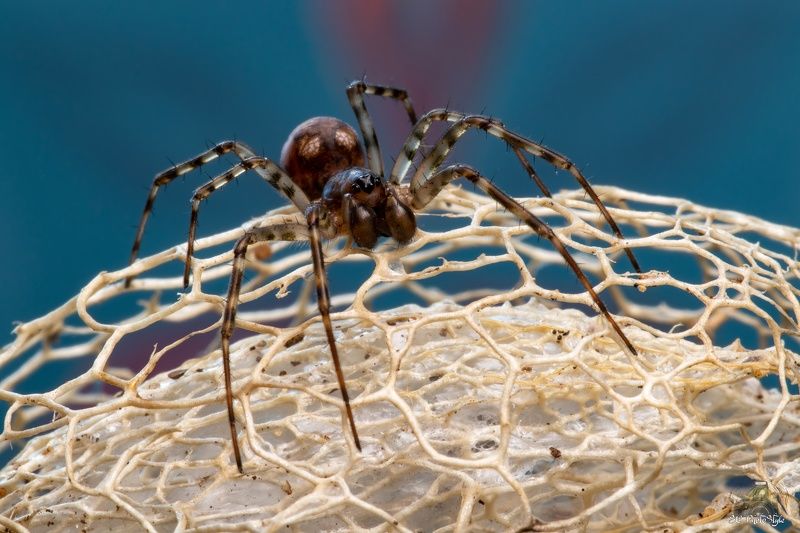 Spider фото превью