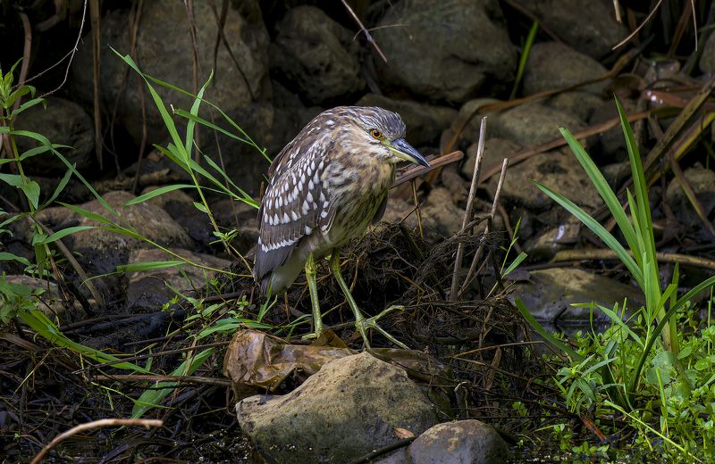 Black-crowned night heron (Young) фото превью